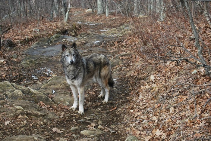 Wolf standing on a rocky forest path