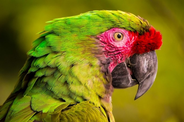 Close-up of a colorful macaw parrot
