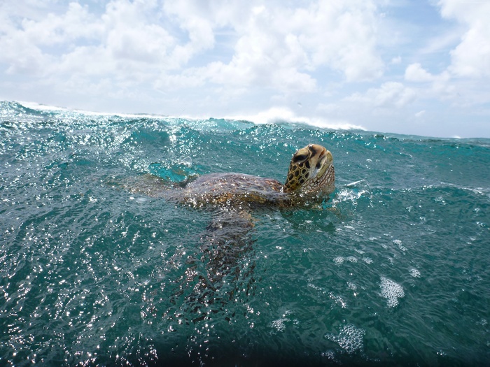 animal, sky, sea, Malaysia, ocean, Worlds best diving sites, clouds, surfing, water, Turtle, underwater