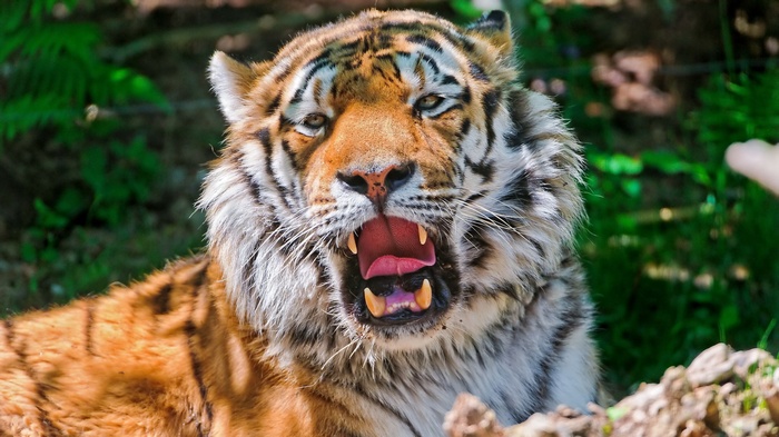 Tiger with mouth open showing teeth