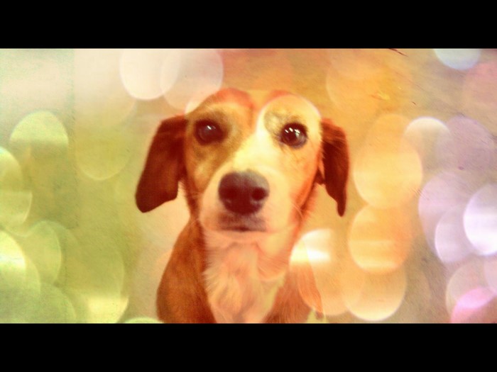 Close-up of a dog's face with bokeh background