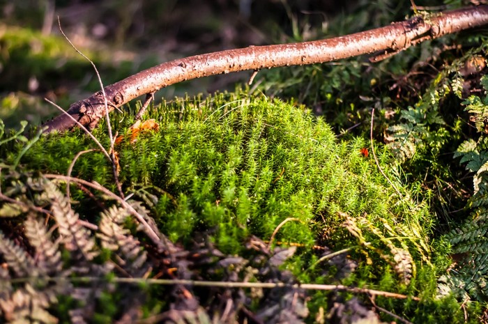 Moss and branch in a forest setting