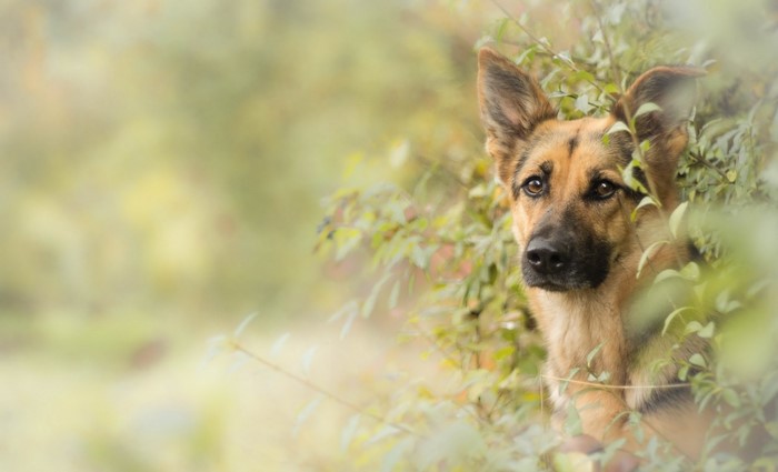 German Shepherd dog peeking through green foliage