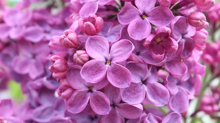 Close-up of purple lilac flowers