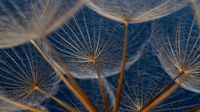 Macro view of dandelion seeds
