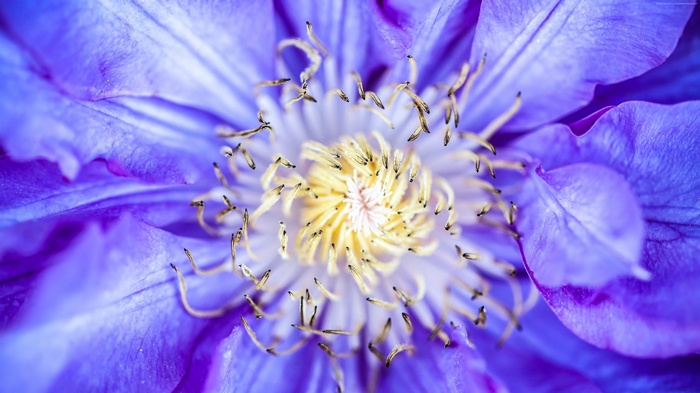 Macro shot of a purple Clematis flower