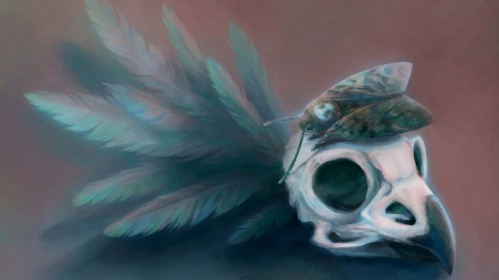 Moth on a bird skull with feathers