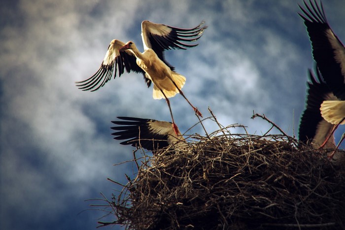 Storks in a nest against a cloudy sky