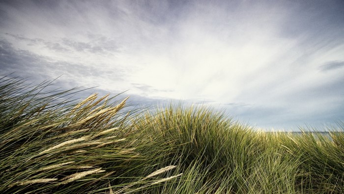 Grasses blowing in the wind on a beach under a cloudy sky