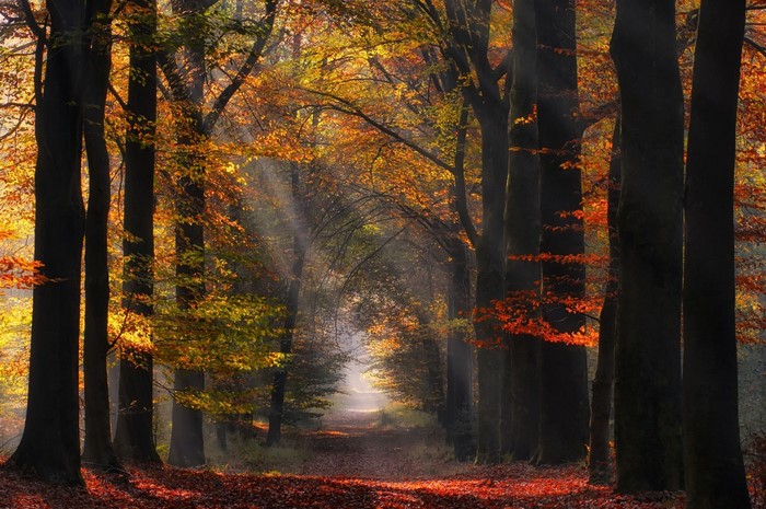 Sun rays filtering through autumn trees in a forest path