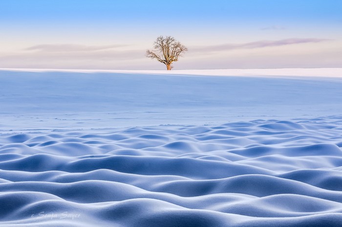 Lone tree on a snow-covered landscape under a pale sky