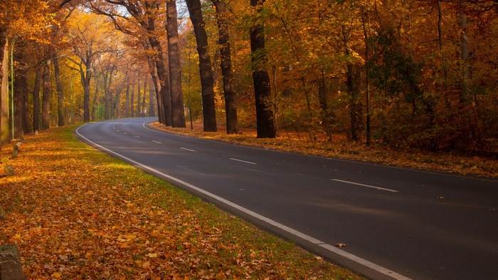 Curving road through an autumn forest