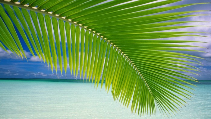 Palm frond over a tropical beach and ocean
