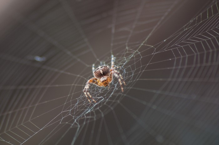 Spider on a web