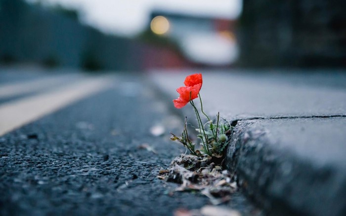 Red poppy growing from a crack in the pavement