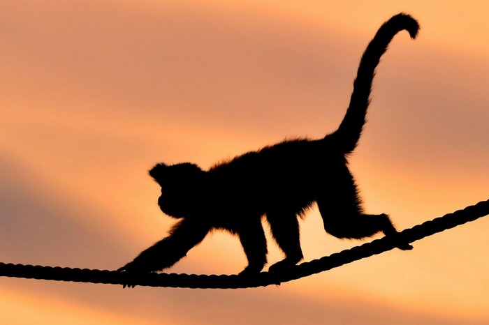 Silhouette of a monkey walking on a rope at sunset