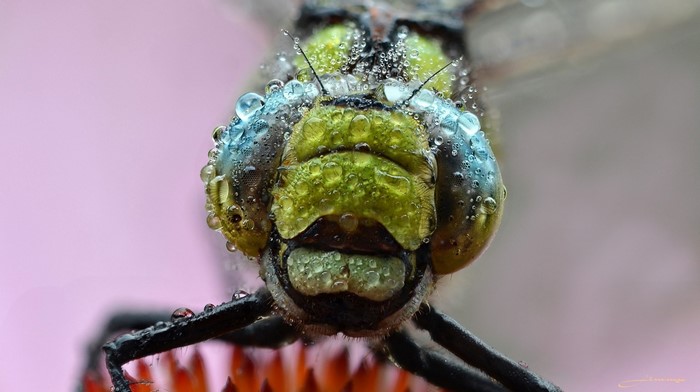 Close-up of a dragonfly's head covered in water droplets
