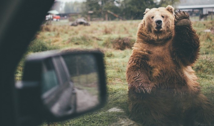 A brown bear waves from a grassy field