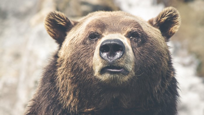 Close-up of a brown bear's face