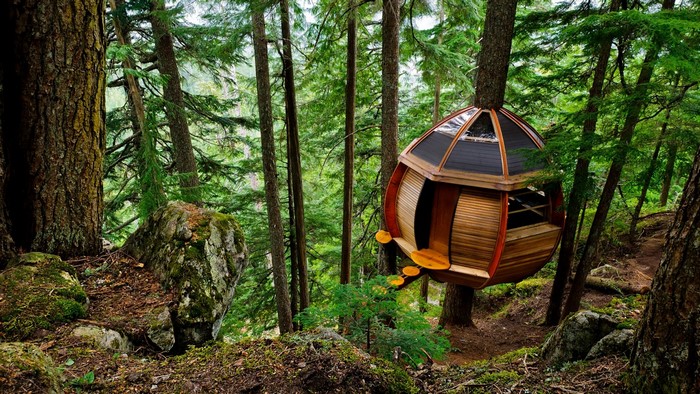 Treehouse in a lush green forest with mossy rocks