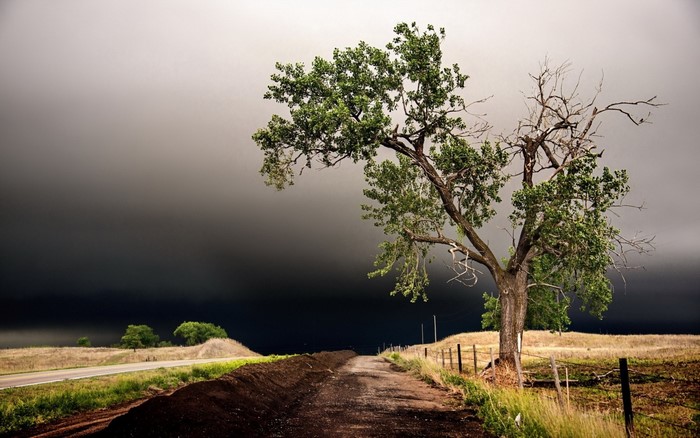 Tree on a dirt road under stormy clouds