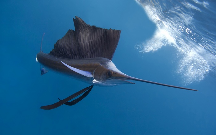 fish, tropical regions, tourism, tourism, Indian ocean, Worlds best diving sites, Pacific ocean, blue sea, Pacific sailfish, Thailand, diving, diving