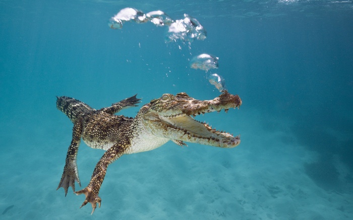 Calf, Underwater, Swim, Crocodile, Bubbles