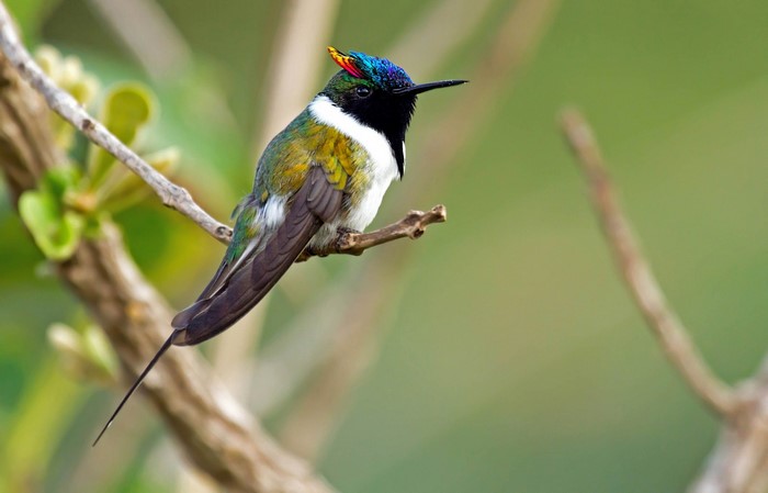 Colorful Hummingbird Perched on Branch