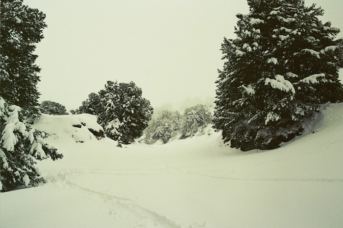 Snowy forest landscape with trees and ski tracks