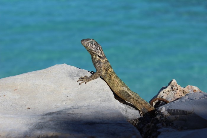Lizard on rocks by the turquoise sea