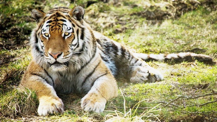 Tiger lying on grass