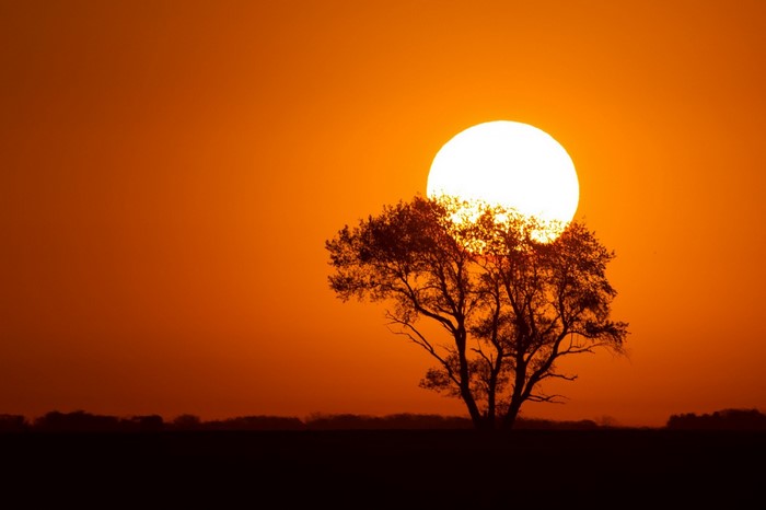 Silhouette of a tree against a bright sunset