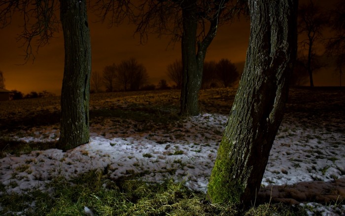 Trees in a snowy field at night