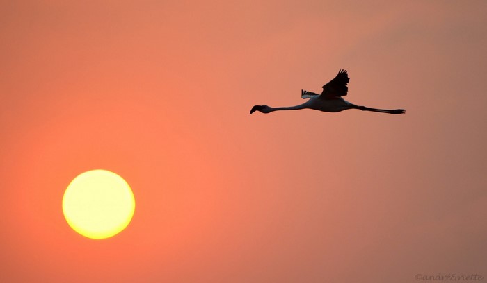 Flamingo flying at sunset with the sun