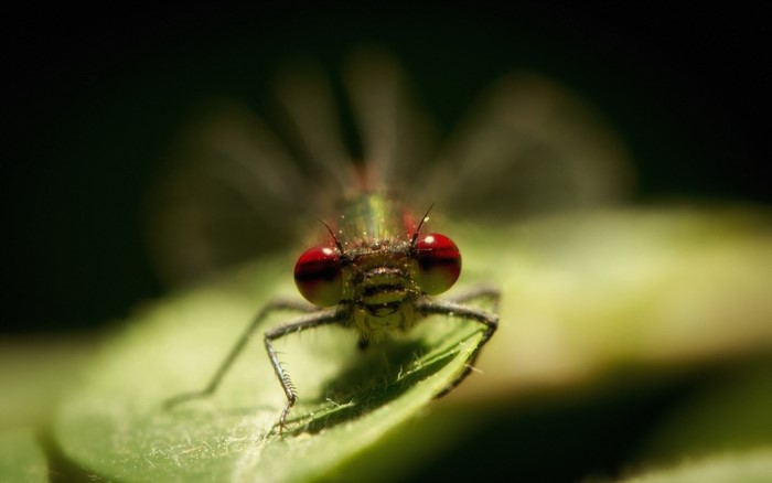 Close-up of a damselfly with red eyes on a green leaf