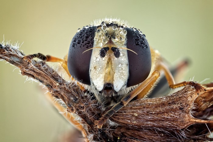 Close-up of a hoverfly with water droplets on its eyes