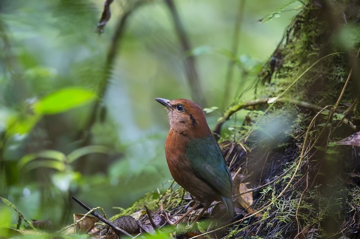 Brown-headed bird perched on a mossy tree trunk in a forest