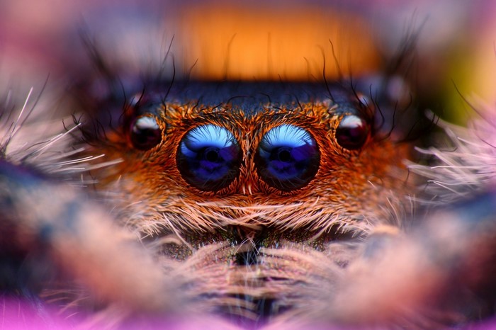 Extreme Macro Shot of a Jumping Spider's Face