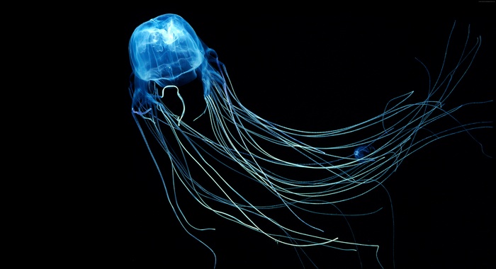 5k wallpaper, diving, Rangiroa, Indian Ocean, Jellyfish, 4k, Australian Box Jellyfish, 8k, tourism