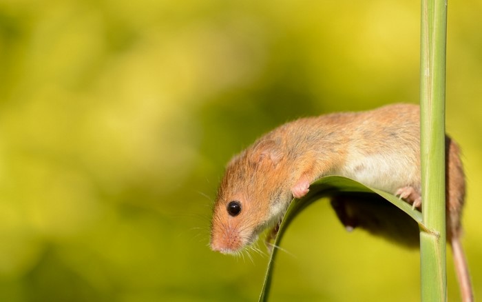 Harvest mouse on a green leaf with yellow background
