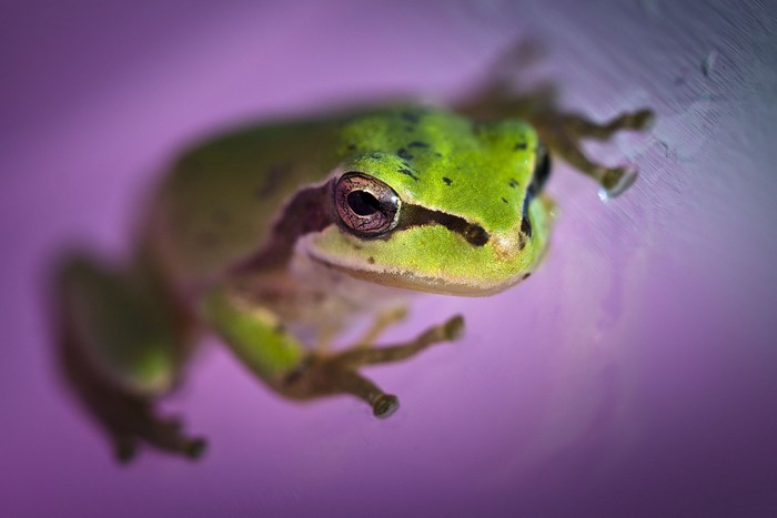 Green frog on a branch, macro photography