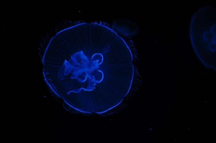 Blue jellyfish in dark water