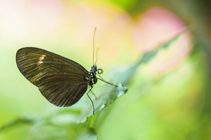 Close-up of a dark butterfly on a green leaf