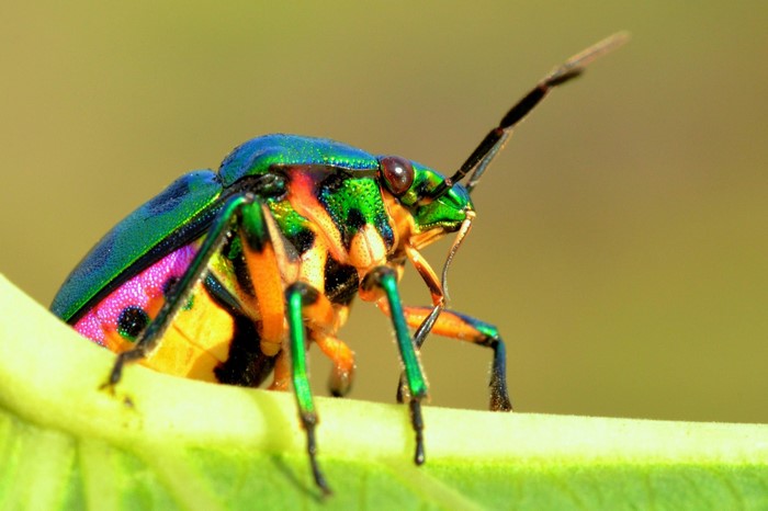 Close-up macro photography of a colorful jewel bug