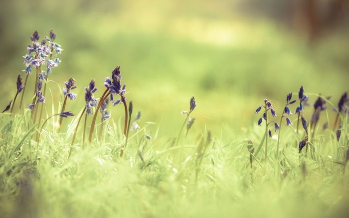 Bluebells in a sunlit green field