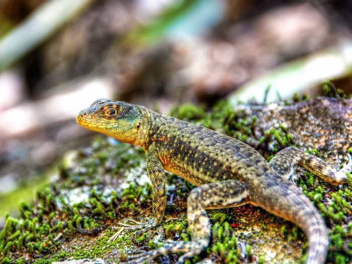 Lizard on mossy rocks in natural habitat