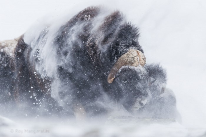 Musk ox in a blizzard