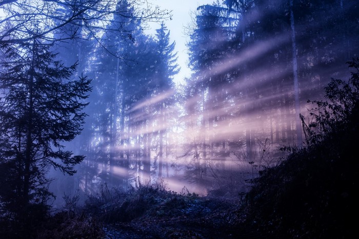 Sunbeams piercing through a misty forest at dawn