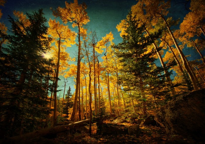 Autumn forest with golden aspens and green pines