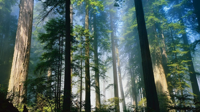 Misty Redwood Forest with Sunbeams